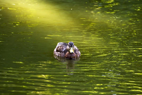 Jedna kachna v rybníku — Stock fotografie