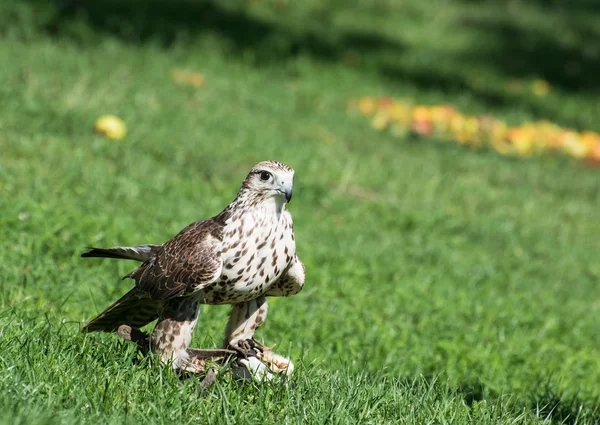 Saker falcon (Falco cherrug) on the grass — Stock Photo, Image