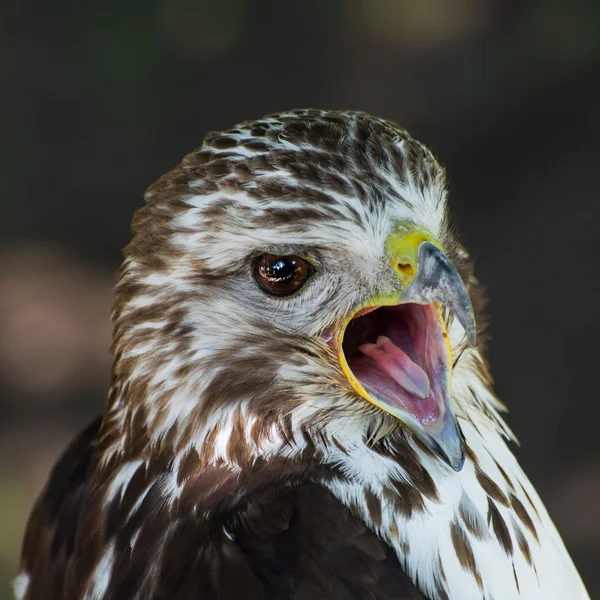 Falco dalla coda rossa (buteo jamaicensis) — Foto Stock