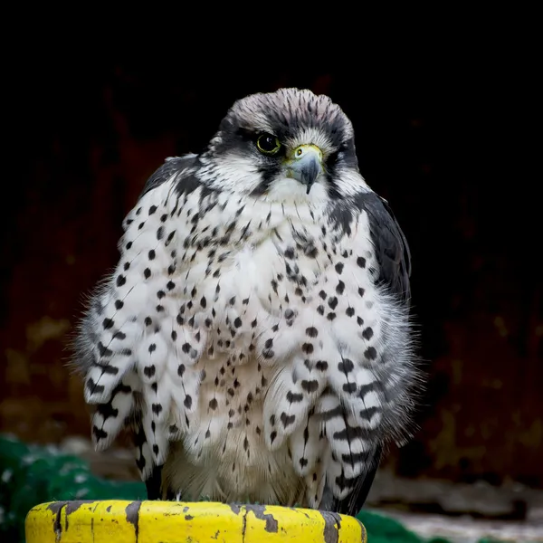 Lanner falcon (Falco biarmicus)