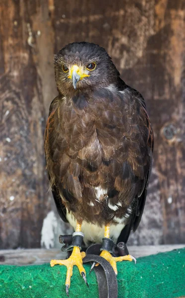 Harris Hawk (Parabuteo unicinctus) — Stok fotoğraf