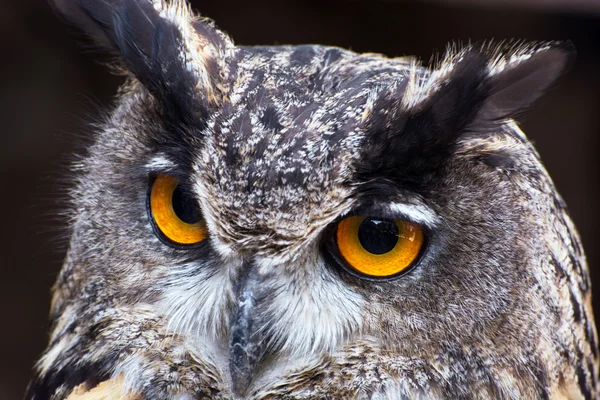 Kartal Baykuşu (Bubo bubo) — Stok fotoğraf