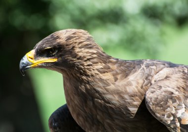Sarımsı kahverengi kartal (Aquila rapax)