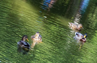 yeşilbaş ördekler yeşil havuzda grup