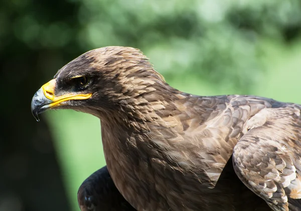 Sarımsı kahverengi kartal (Aquila rapax) — Stok fotoğraf