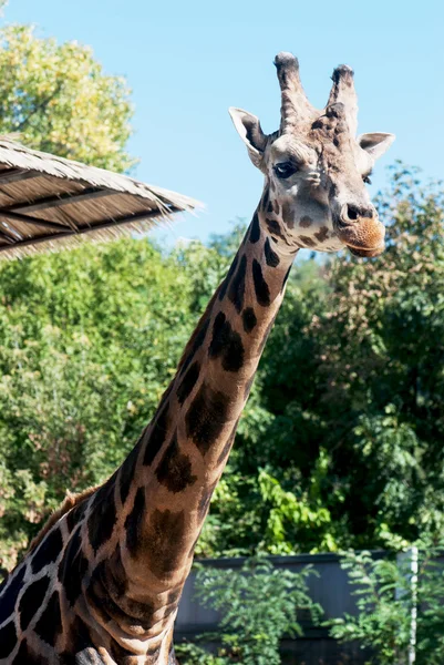 Jirafa de Rothschild (Giraffa camelopardalis rothschildi ) — Foto de Stock