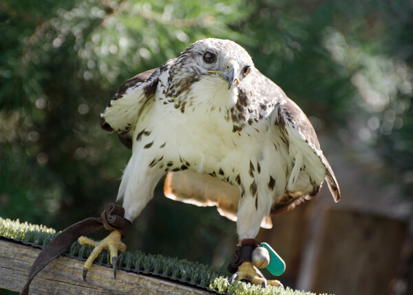 Saker falcon (Falco cherrug) watching prey