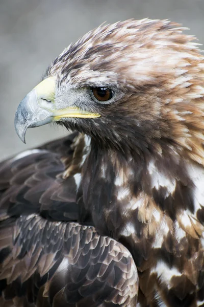 Profile of a Golden eagle (Aquila chrysaetos) — Stock Photo, Image