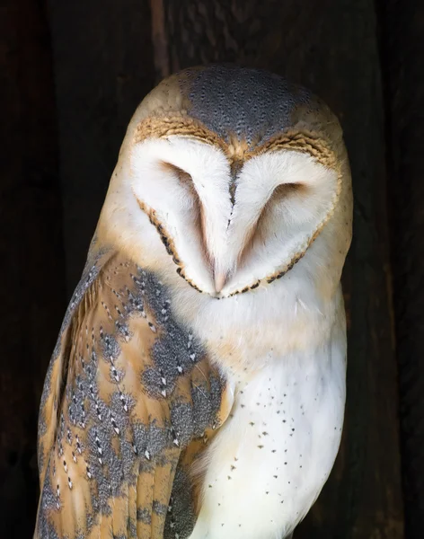 Portrait of a Barn owl (Tyto alba) — Stock Photo, Image