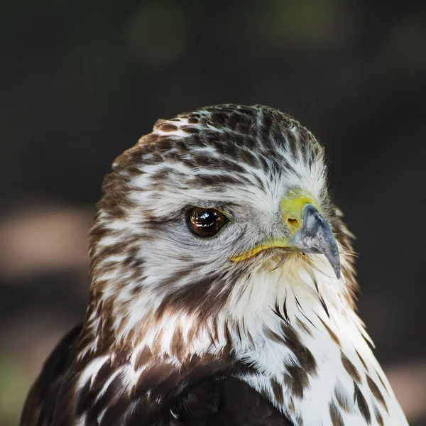 Retrato de um falcão-de-cauda-vermelha (Buteo jamaicensis ) — Fotografia de Stock