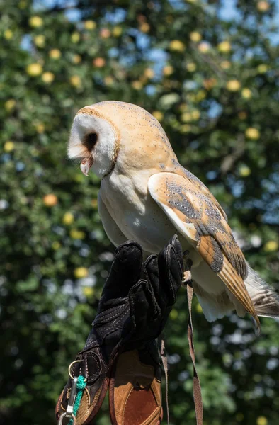 Peçeli baykuş (tyto alba) — Stok fotoğraf