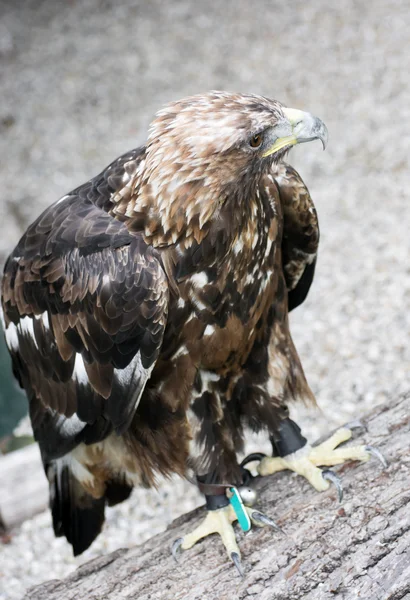 Golden eagle (Aquila chrysaetos) in captivity — Stock Photo, Image