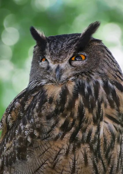 Eagle owl (Bubo bubo) portrait — Stock Photo, Image