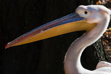 Büyük beyaz pelikan (Pelecanus onocrotalus)