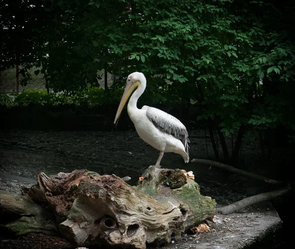 Gran pelícano blanco de pie sobre un tronco de árbol —  Fotos de Stock