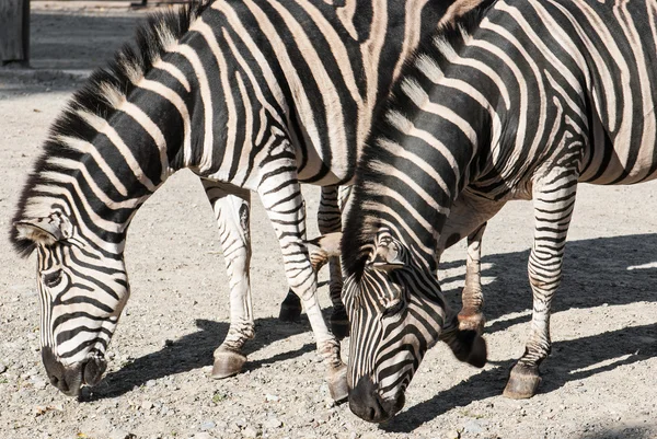 Duas zebras Chapmans (Equus quagga chapmani ) — Fotografia de Stock