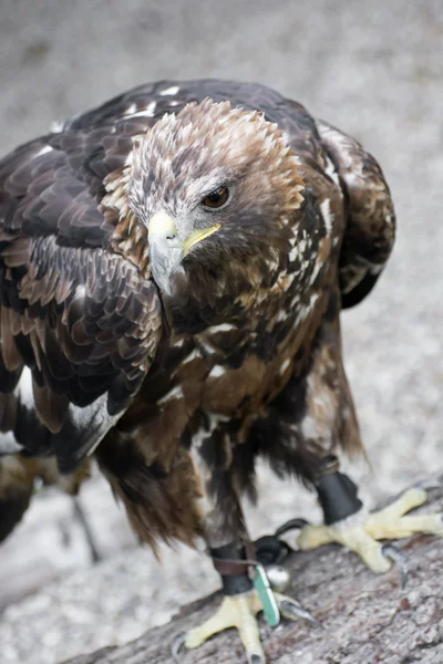 Steinadler — Stockfoto