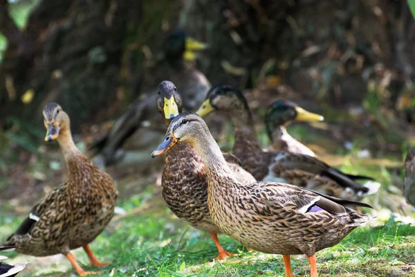 Grupo de ánades reales están caminando en el parque — Foto de Stock