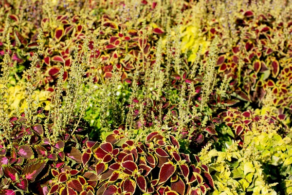 Okrasné rostliny — Stock fotografie