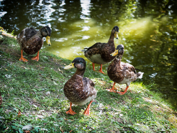 Wild mallard ducks are walking by the green lake