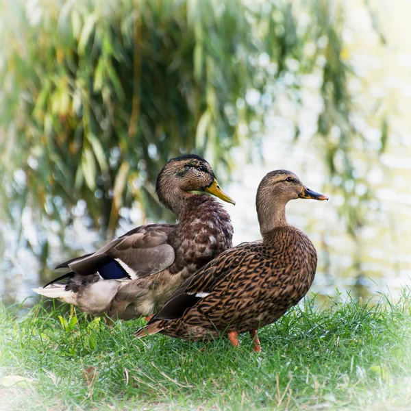 Pair of wild mallard ducks