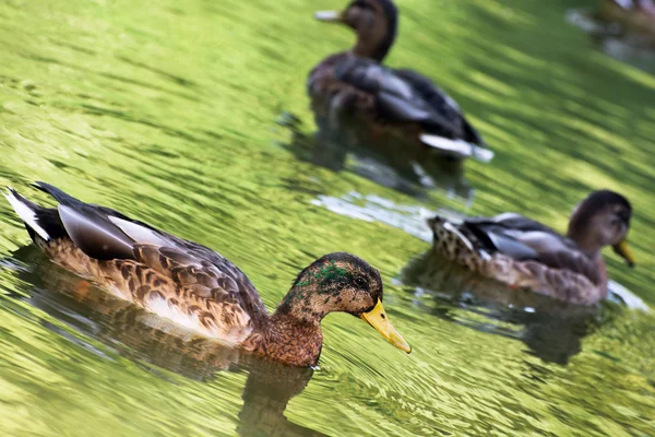 Canards colverts dans l'étang vert — Photo