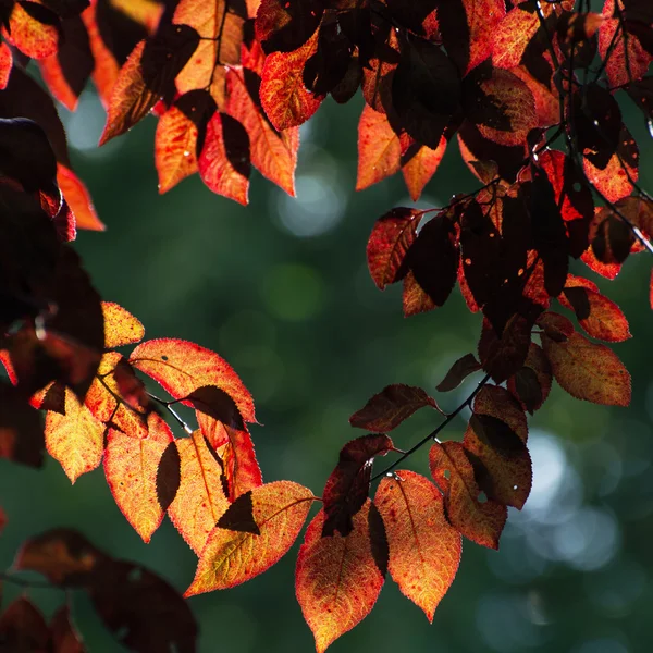 Rotes Herz aus Blättern — Stockfoto
