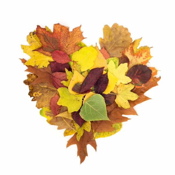 Forma do coração de folhas caindo — Fotografia de Stock