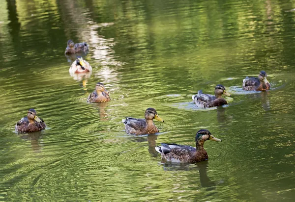 Group of wild mallard ducks in the green pond