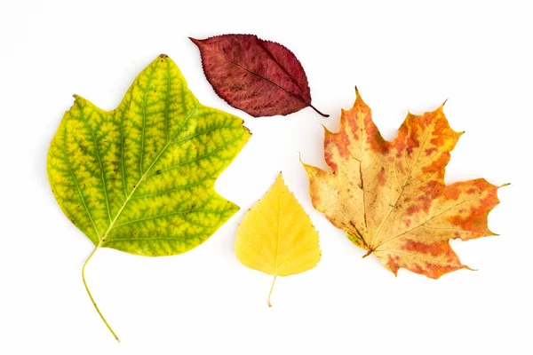 Conjunto de hojas coloridas de otoño —  Fotos de Stock