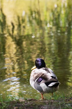 Göl kenarında oturan yeşilbaş ördek