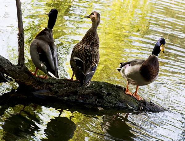Group of mallard ducks resting on a tree trunk — Stock Photo, Image