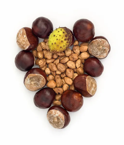 Autumn heart of horse-chestnuts and hazelnuts — Stock Photo, Image