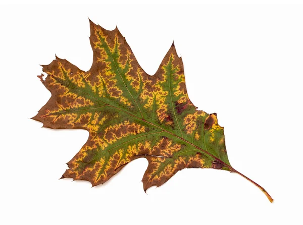 Knäckt höst löv — Stockfoto