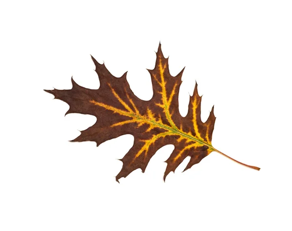 Осенний сухой лист — стоковое фото