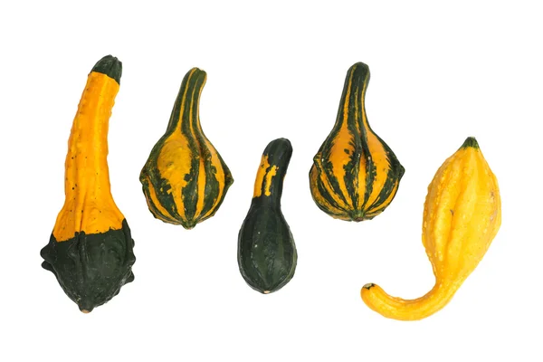Ornamental gourds isolated — Stock Photo, Image