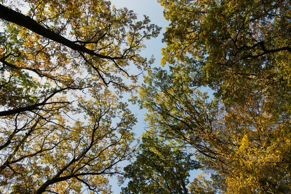 Various autumn treetops with sky — Stock Photo, Image