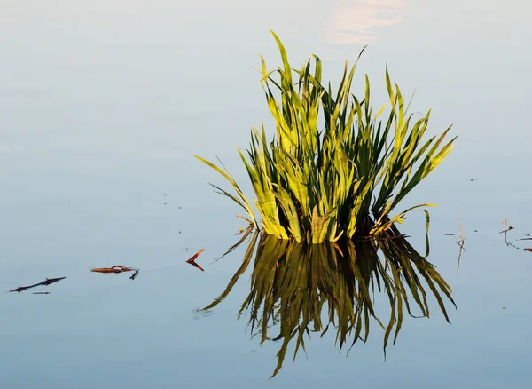Dunge av gräs återspeglas i en damm — Stockfoto