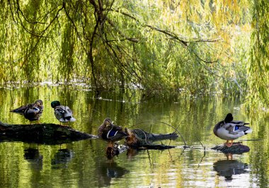 Mallard ducks resting on a tree trunk clipart