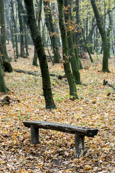 Dřevěná lavička v podzimním lese — Stock fotografie