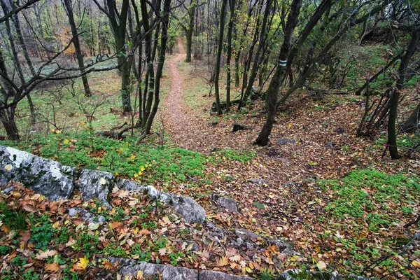 Trilha de caminhadas na floresta decídua de outono — Fotografia de Stock