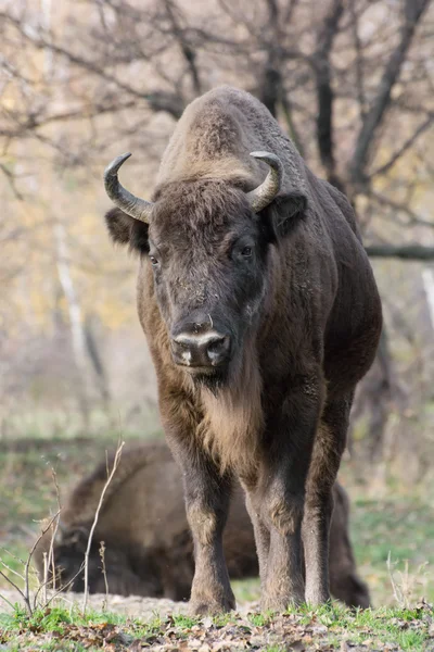 Erkek Avrupa bizonu (bizon bonasus) — Stok fotoğraf