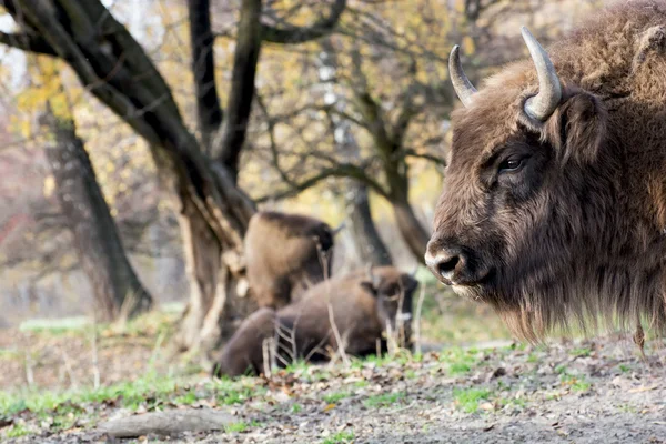 Bisonte europeu (Bison bonasus) pastam na natureza — Fotografia de Stock