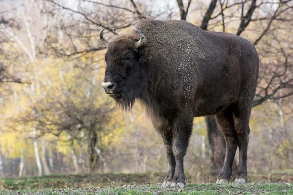 Büyük Avrupa bizonu (bizon bonasus) — Stok fotoğraf