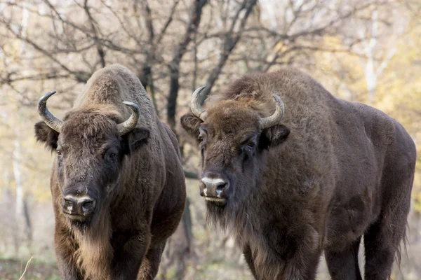 Dois bisões europeus selvagens (Bison bonasus) no outono frente caduca — Fotografia de Stock