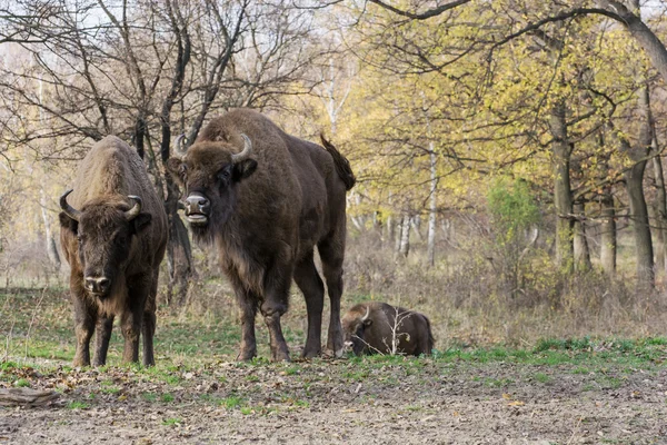 Sonbahar yaprak döken orman içinde yaşayan Avrupa bizonu (bizon bonasus) — Stok fotoğraf
