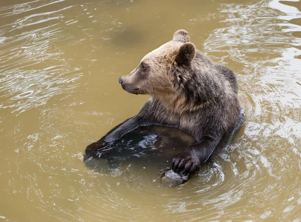 Бурый медведь (Ursus arctos arctos) сидит в воде — стоковое фото