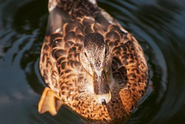 One mallard duck in the water — Stock Photo, Image