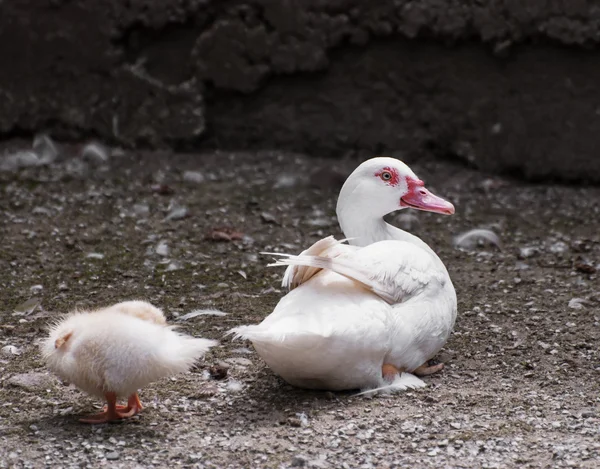 Ördekli ördek — Stok fotoğraf