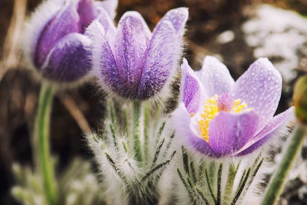 꽃이 피는 봄 풀밭에서 pulsatilla slavica — 스톡 사진